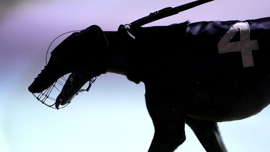 The Greyhound Derby final takes place on Saturday