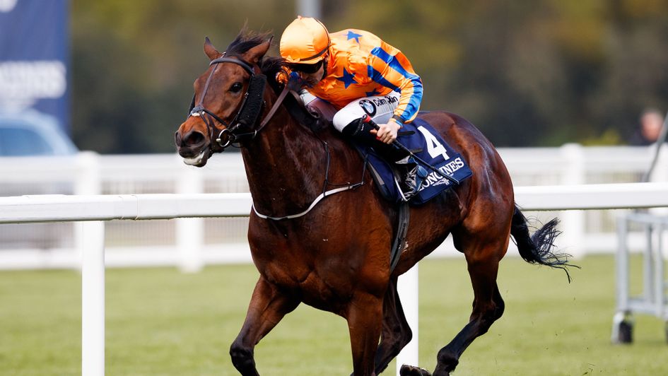 Torcedor wins at Ascot