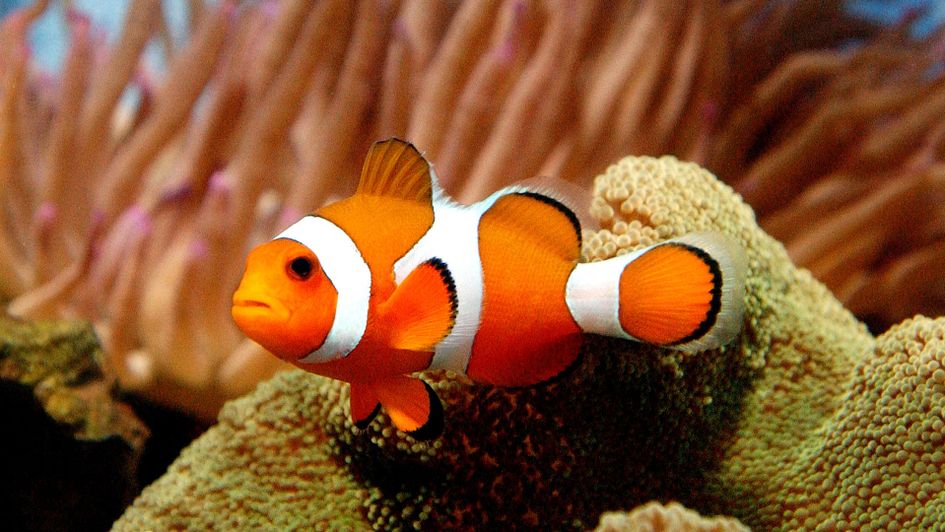 Bryson DeChambeau's pet clownfish, Nemo, named after Nemo from Finding Nemo