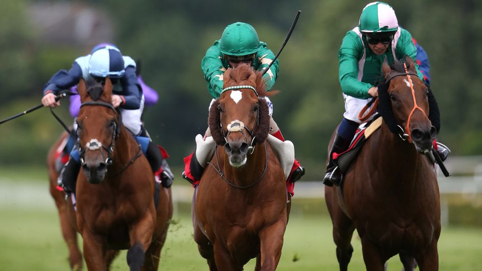 Ayrad (c): Caught the eye at Ascot