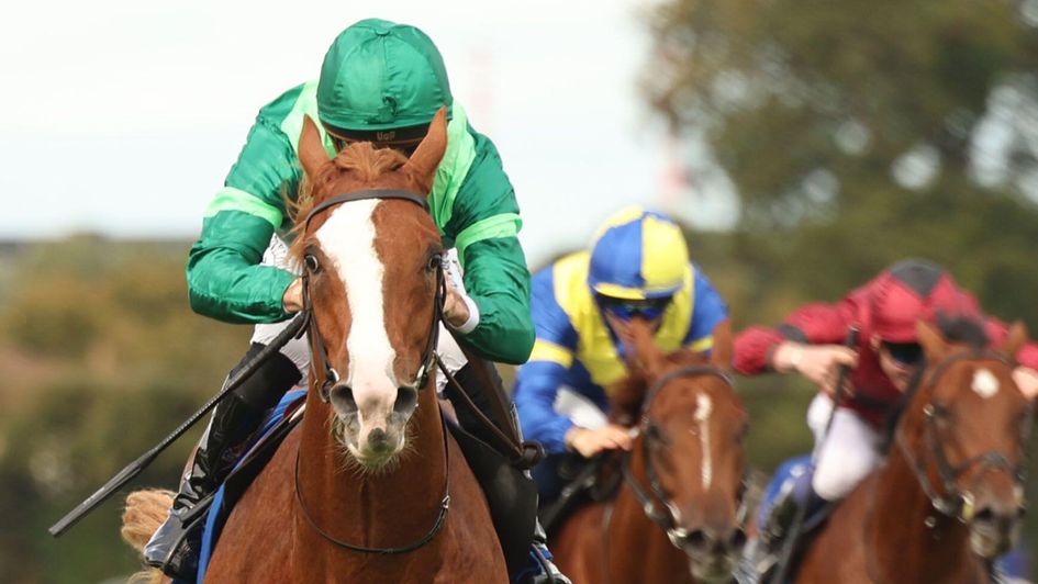 Attractive chestnut Benvenuto Cellini