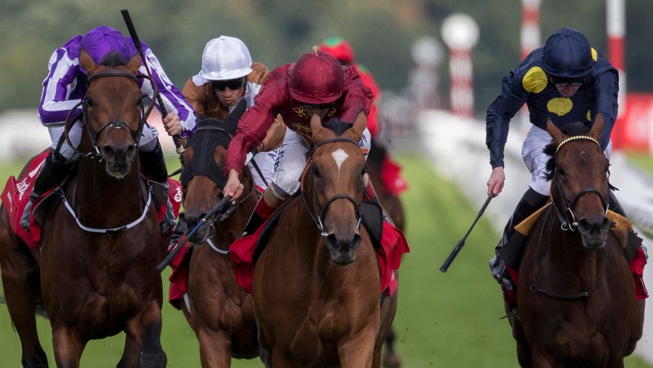 Simple Verse (c): Looks a good bet in the Gold Cup