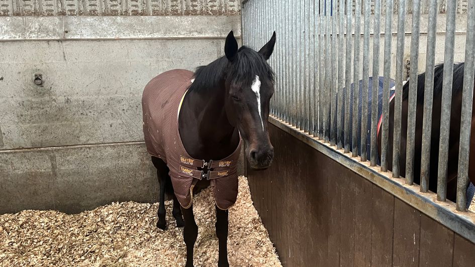 Dramatised pictured in her stable