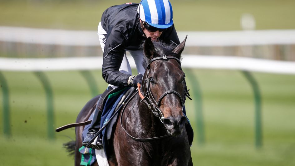 Elarqam gallops under Jim Crowley at Newmarket